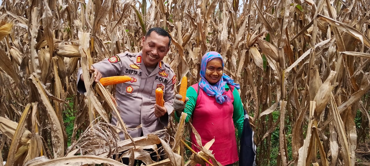 Kapolsek Prapat Janji dan Personil Laksanakan Panen Jagung untuk Mendukung Program Ketahanan Pangan