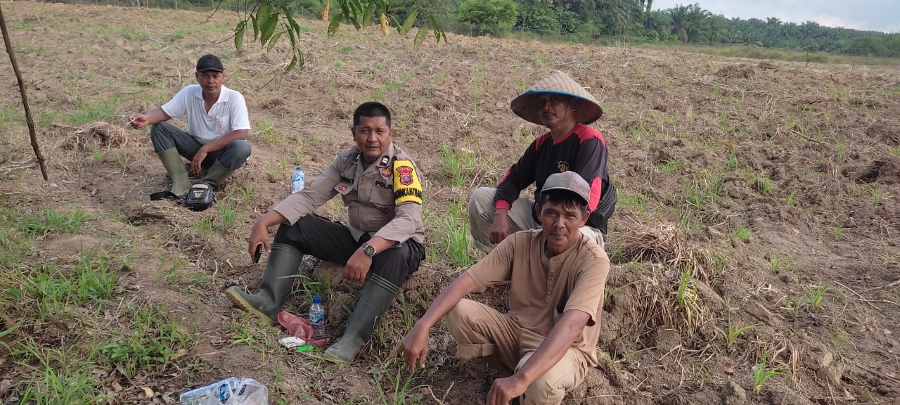 Polsek Air Batu Lakukan Pengecekan Lahan Jagung di Desa Sei Dadap