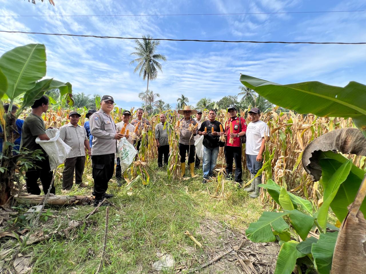 Kapolsek Air Joman Gelar Panen Jagung Bersama Forkopimcam Silau Laut, Wujud Dukungan Ketahanan Pangan di Asahan